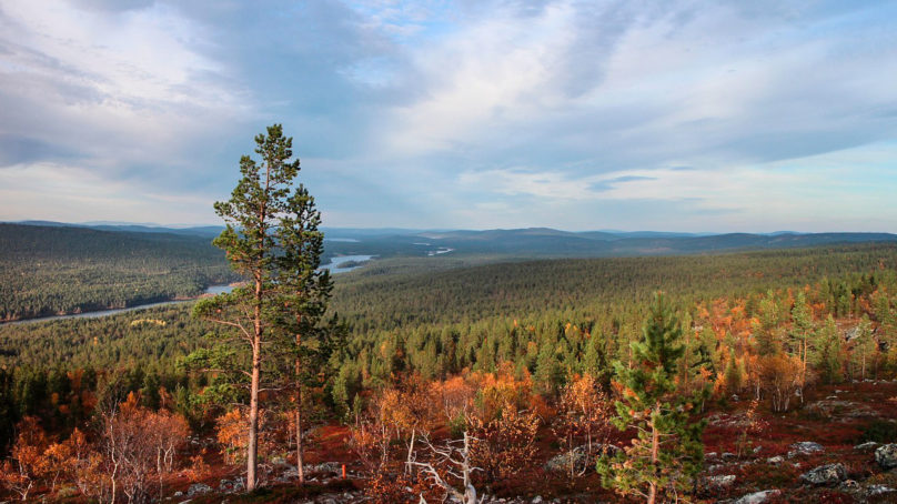 Kotimaisen raakapuun käyttö huippulukemissa viime vuonna